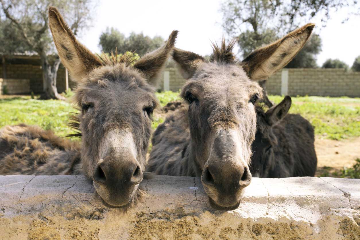 Vape Donkeys